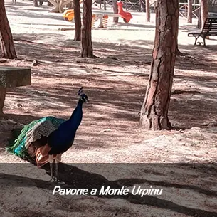 Aree Verdi e Parchi