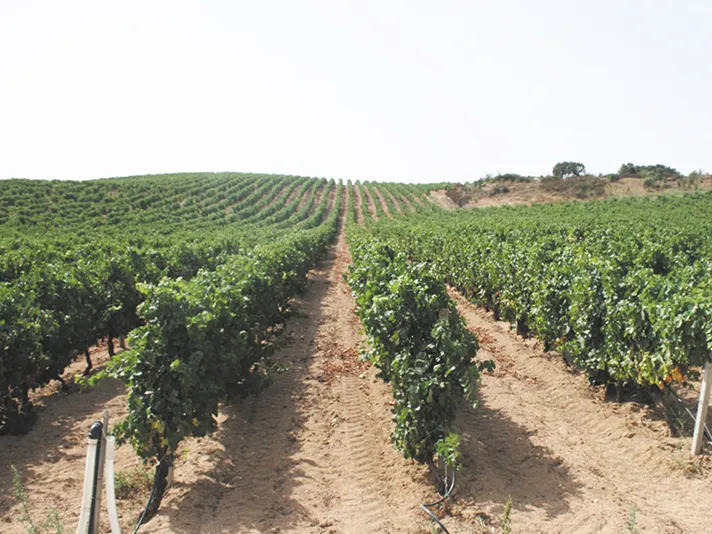 La Sardegna e i suoi Vini