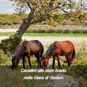 Cavallini della Giara.jpg