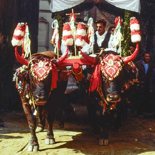 Carro buoi.jpg