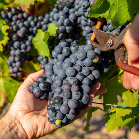 Vendemmia.png