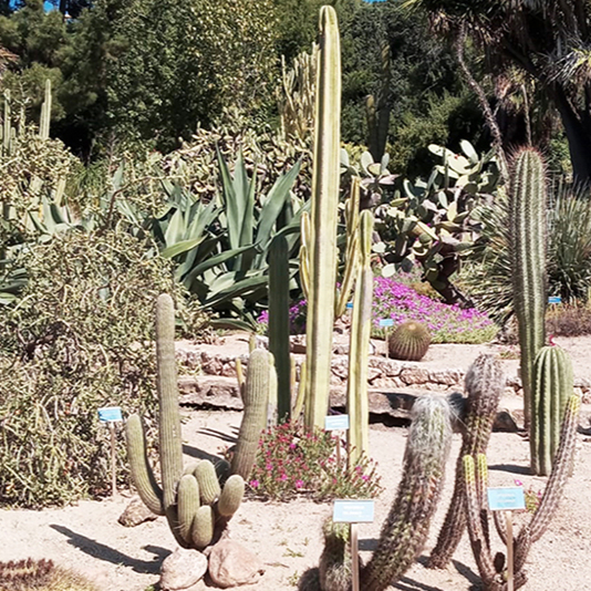 Orto Botanico Flo.jpg
